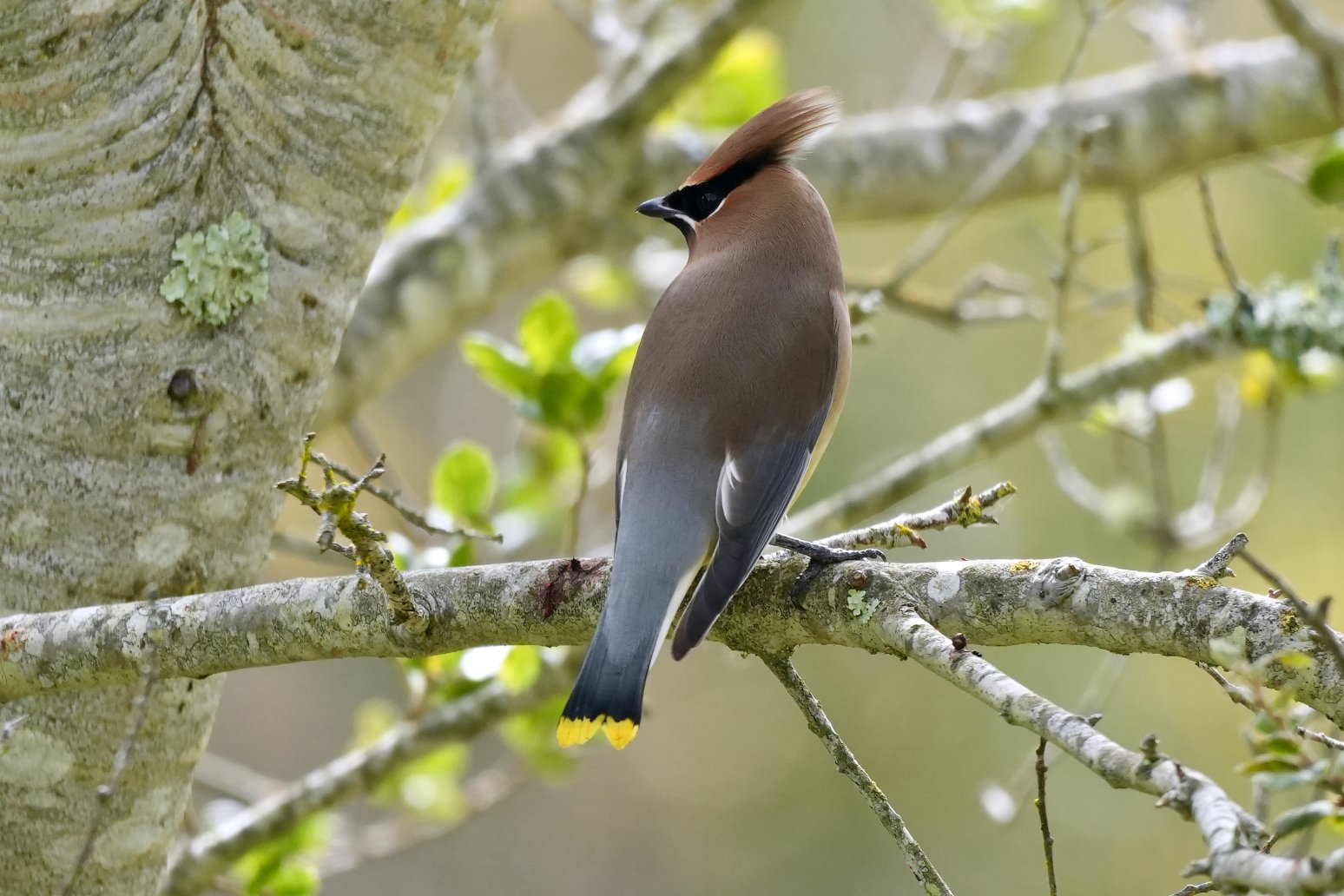 Cedar Waxwing