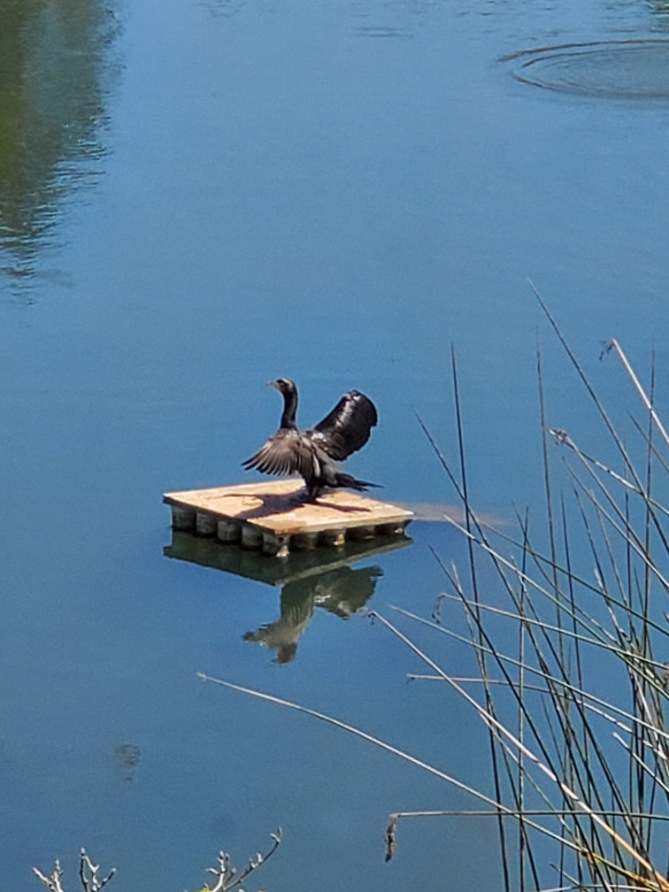 Double-crested Cormorant