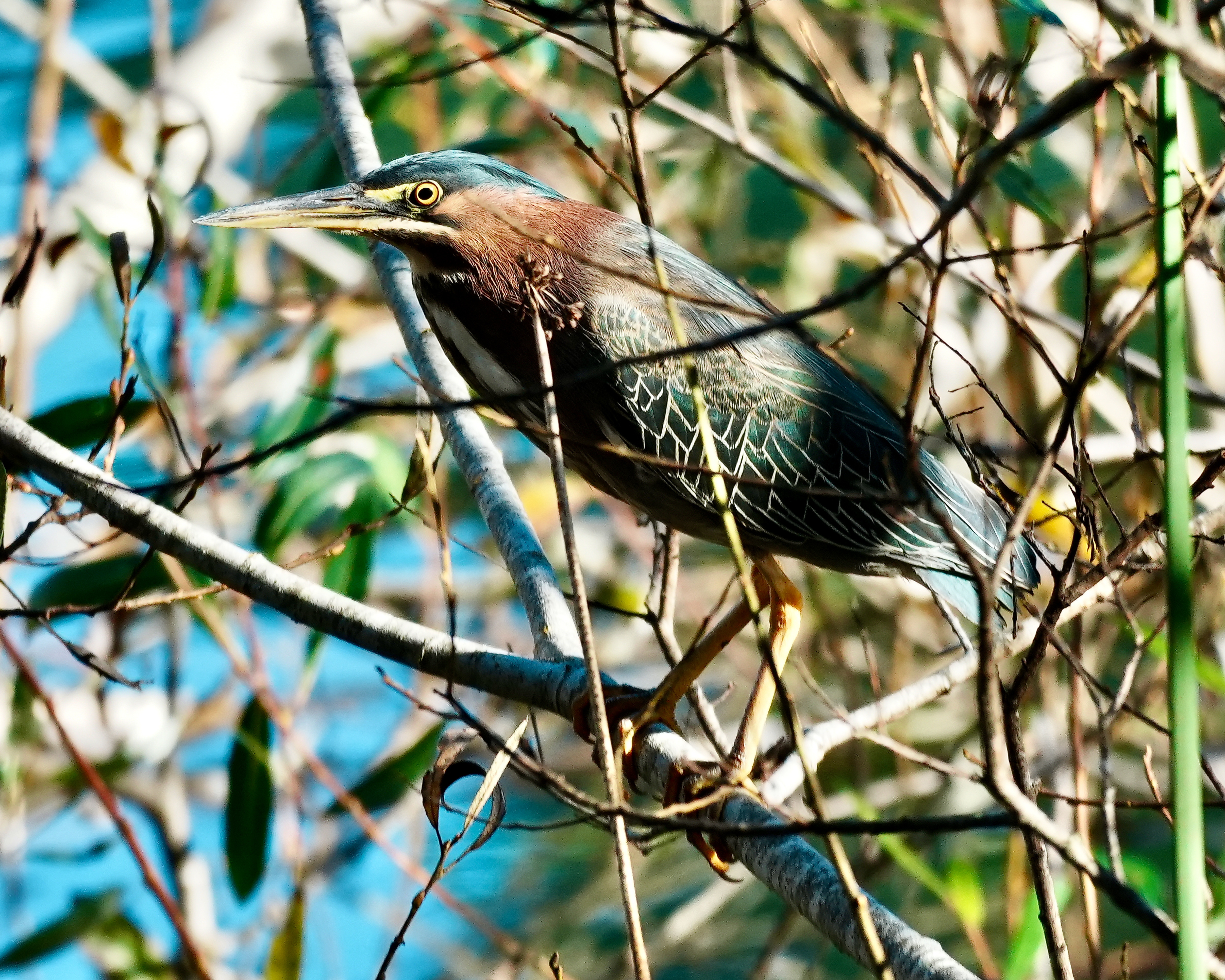 Green Heron