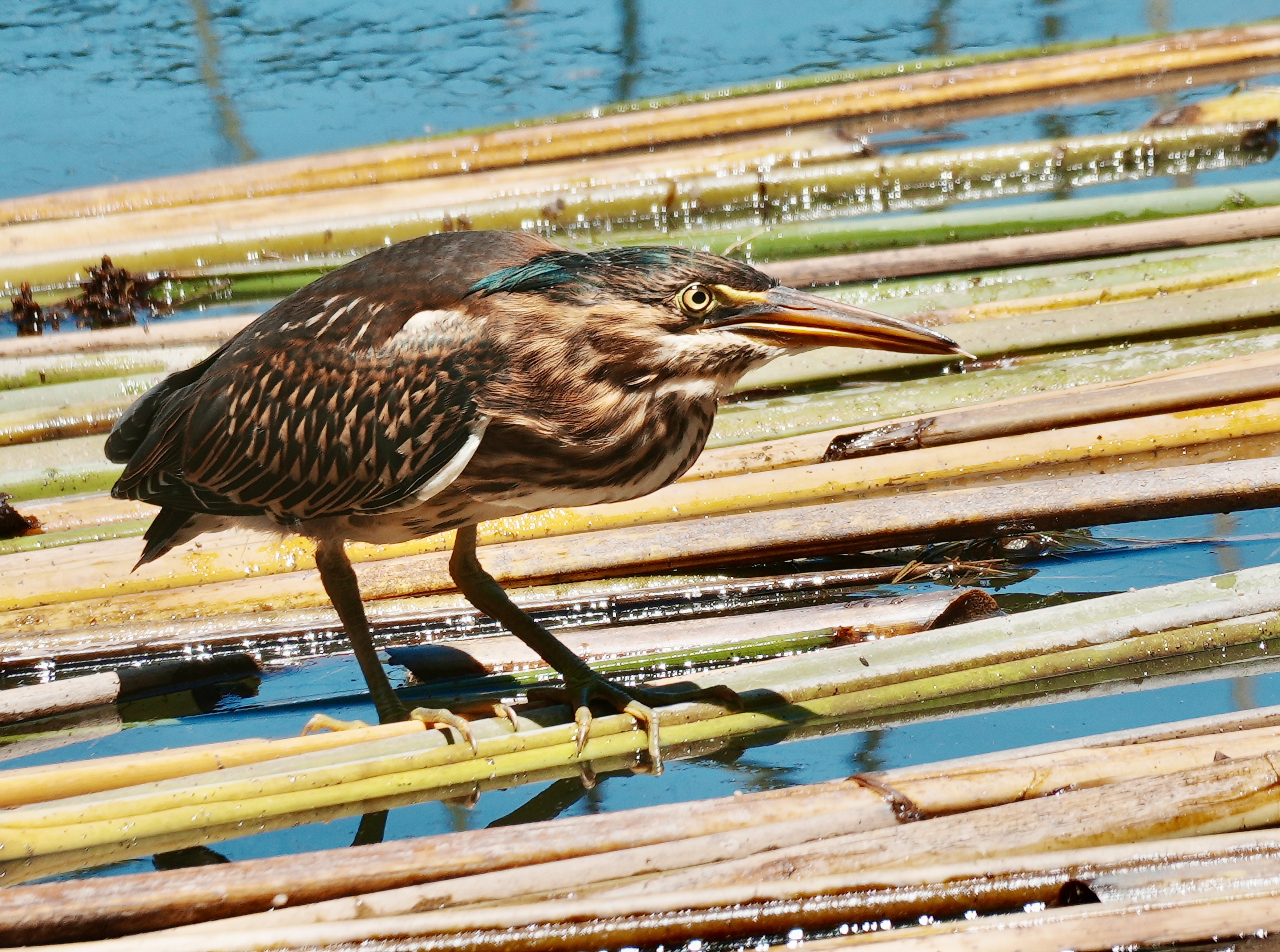 Green Heron Chick