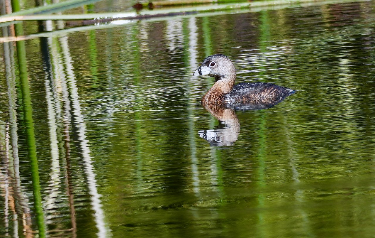 Pied-Billed Grebe