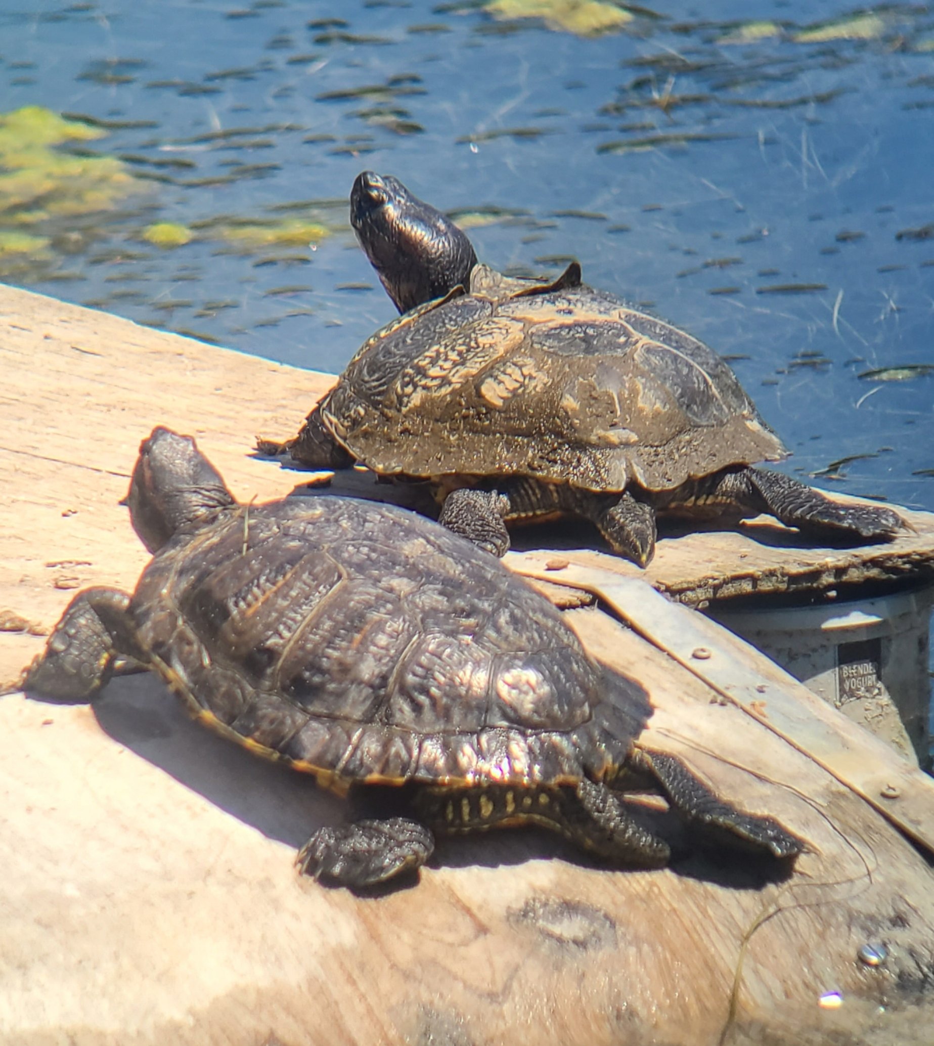 Red-Eared Sliders