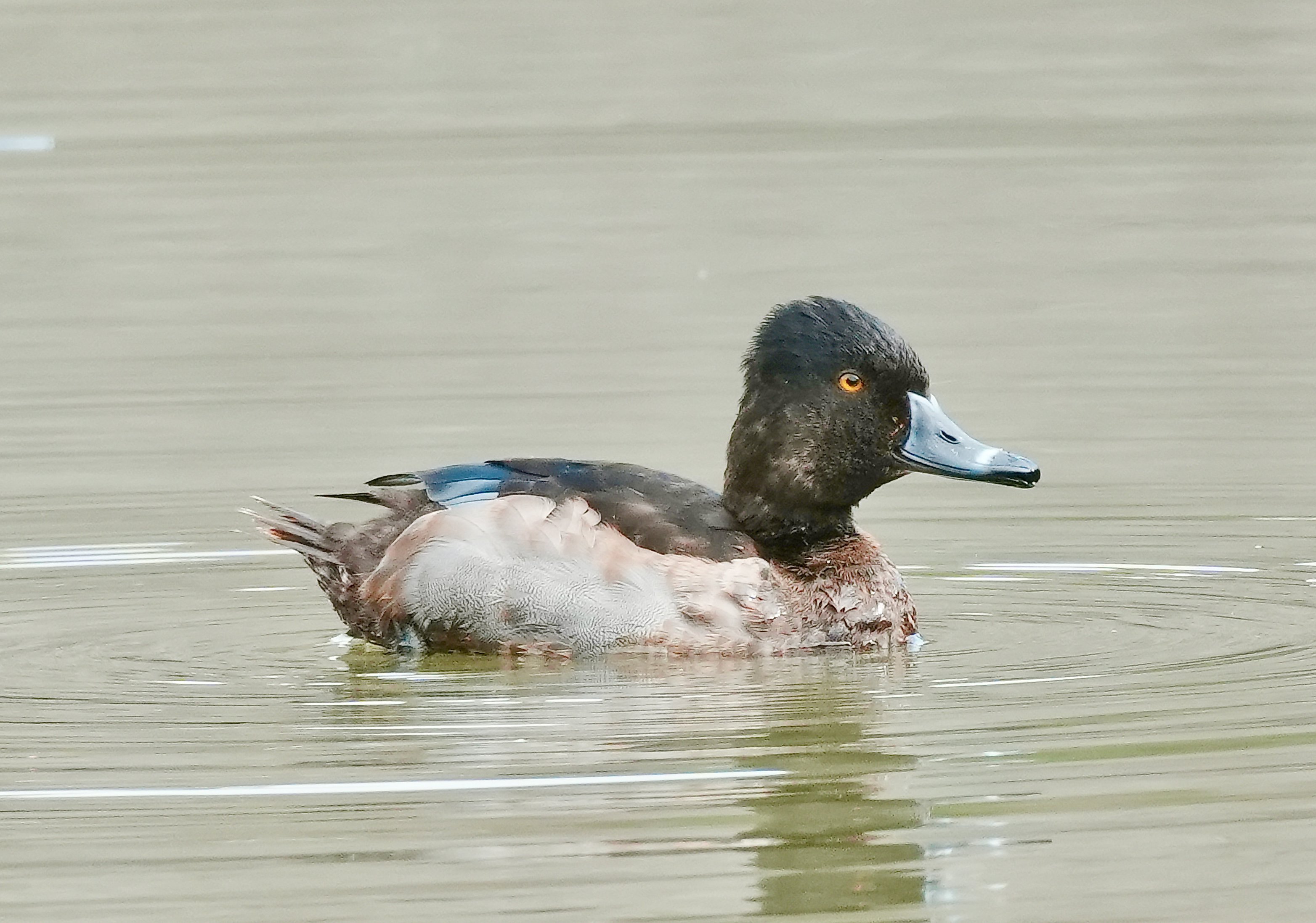Ring-Necked Duck
