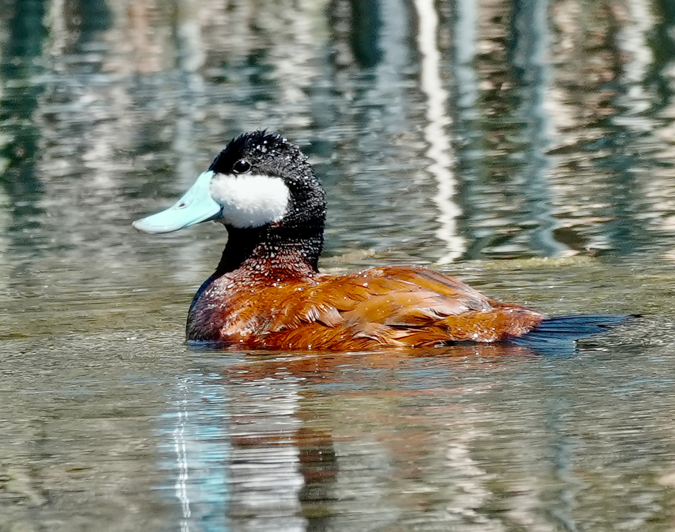 Ruddy Duck