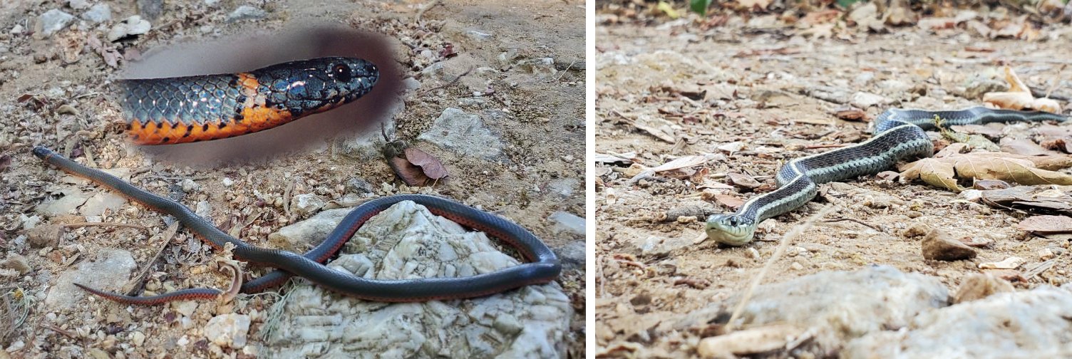 Snakes