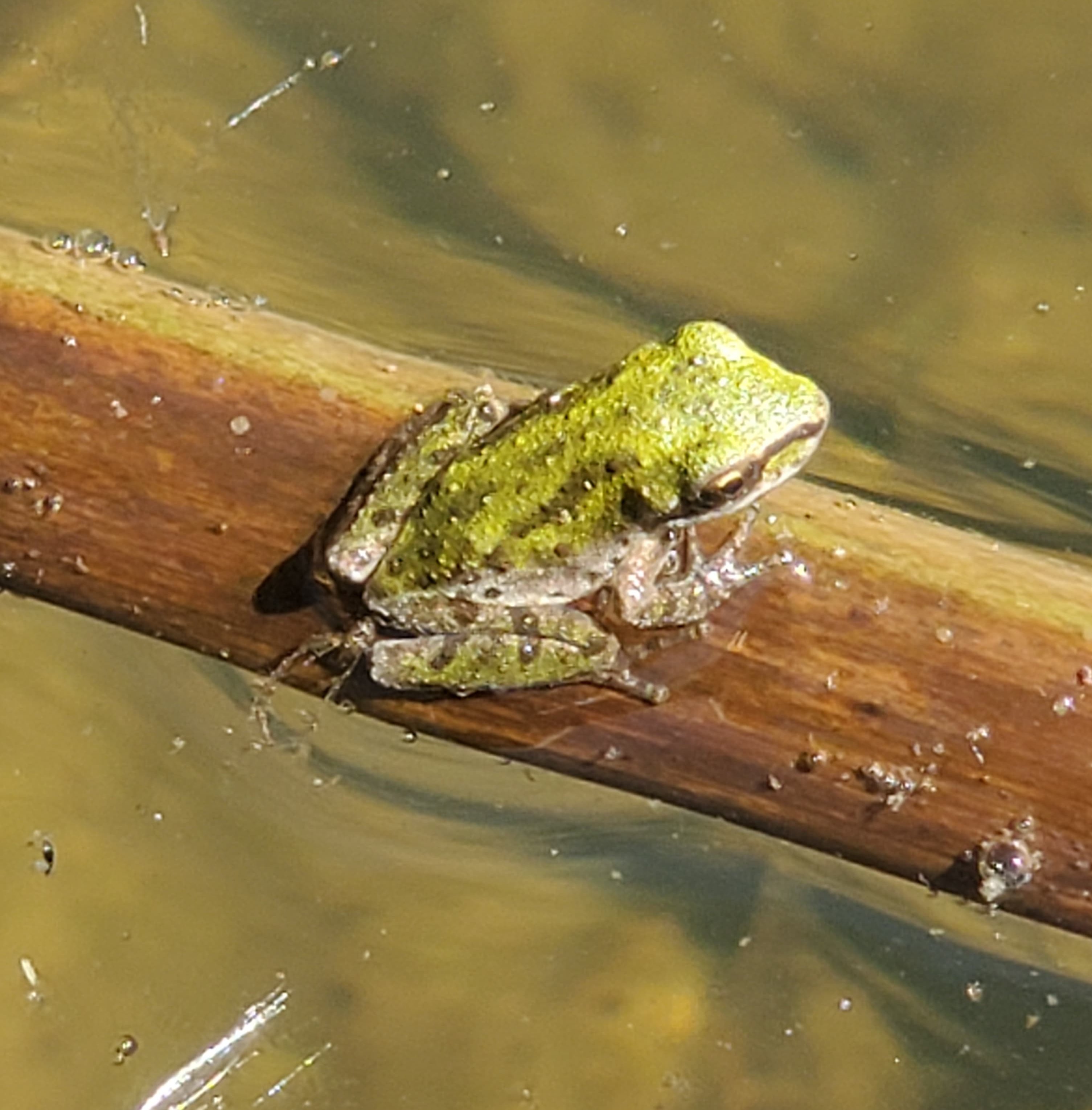 Pacific Chorus Frog froglet